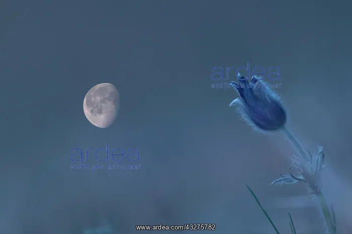 : Pasque flower (Pulsatilla vulgaris), double exposure : Pasque flower (Pulsatilla vulgaris), double exposure