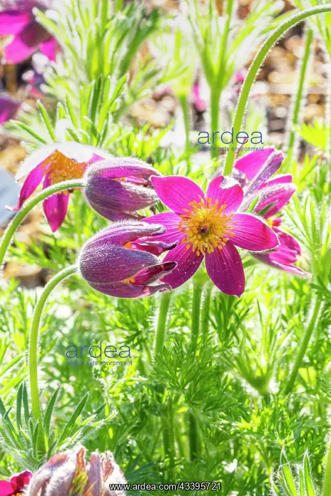 : Pasque flower (Pulsatilla vulgaris) : Pasque flower (Pulsatilla vulgaris)