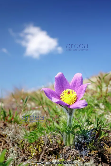 : Pasque flower (Pulsatilla vulgaris), flowering : Pasque flower (Pulsatilla vulgaris), flowering