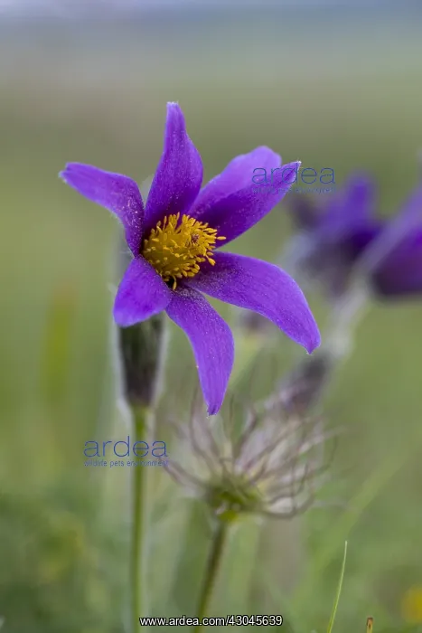 : Pasque Flower - Surrey - UK : Pasque Flower - Surrey - UK