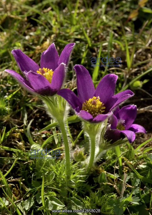 : Pasque flowers : Pasque flowers