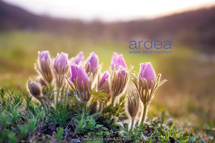 : Pasque flowers (Pulsatilla vulgaris) in hilly landscape : Pasque flowers (Pulsatilla vulgaris) in hilly landscape