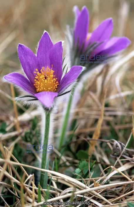 : Pasqueflower - Hairy to provide protection from cold : Pasqueflower - Hairy to provide protection from cold