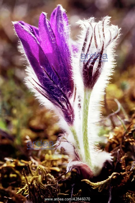 : Pasqueflower - Hairy to provide protection from cold : Pasqueflower - Hairy to provide protection from cold
