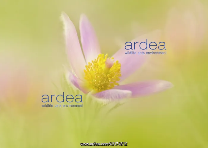 : Pasqueflower, Pulsatilla vulgaris, single flower shot in a d : Pasqueflower, Pulsatilla vulgaris, single flower shot in a d