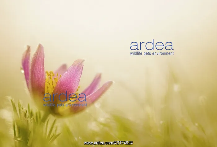 : Pasqueflower, Pulsatilla vulgaris, single flower in the bott : Pasqueflower, Pulsatilla vulgaris, single flower in the bott