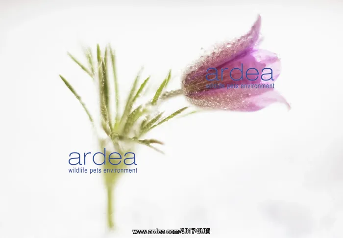 : Pasqueflower, Pulsatilla vulgaris, single flower with raindr : Pasqueflower, Pulsatilla vulgaris, single flower with raindr