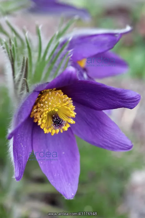  : Pasqueflower, Pulsatilla vulgaris, Close view of