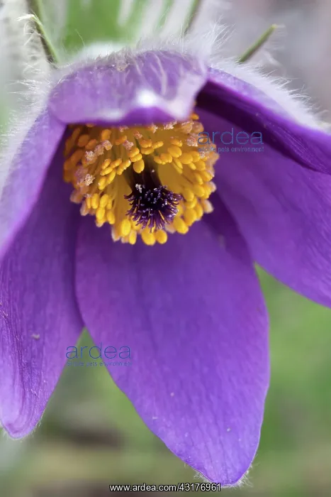 : Pasqueflower, Pulsatilla vulgaris, Close view of : Pasqueflower, Pulsatilla vulgaris, Close view of