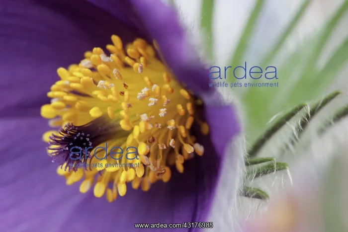  : Pasqueflower, Pulsatilla vulgaris, Very close view