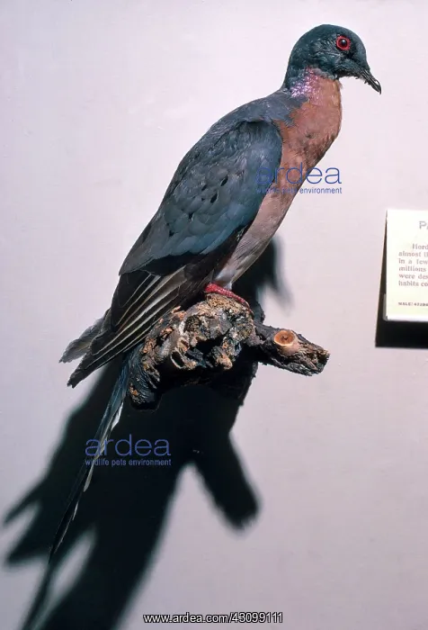 : Passenger Pigeon : Passenger Pigeon