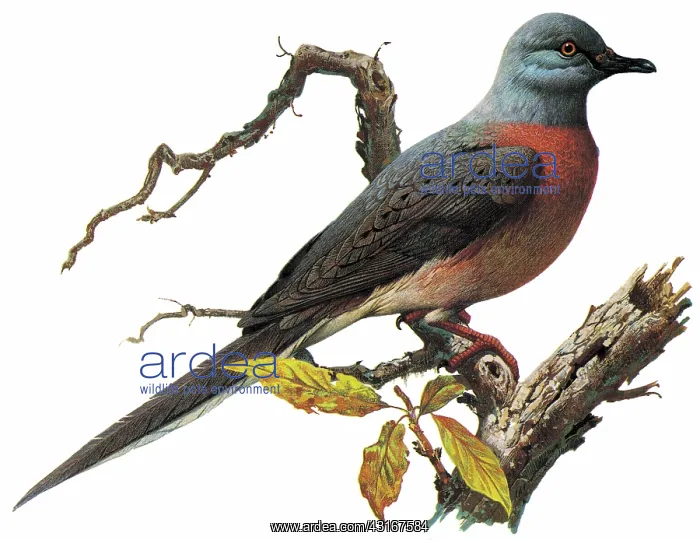 : Passenger Pigeon : Passenger Pigeon