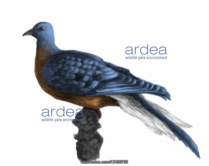 : Passenger Pigeon : Passenger Pigeon