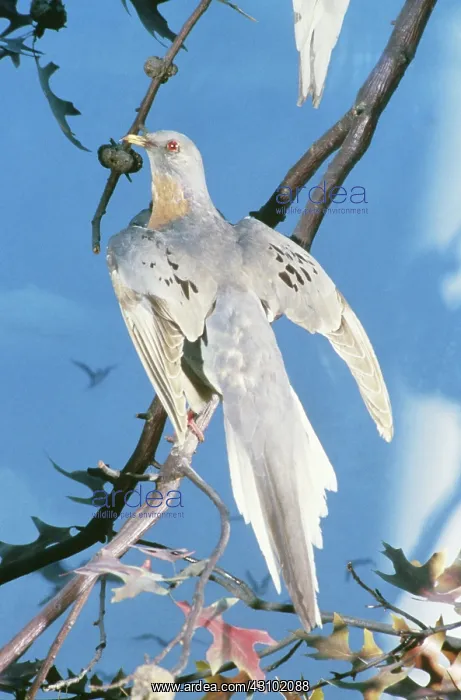 : Passenger Pigeon (Ectopistes migratorius)