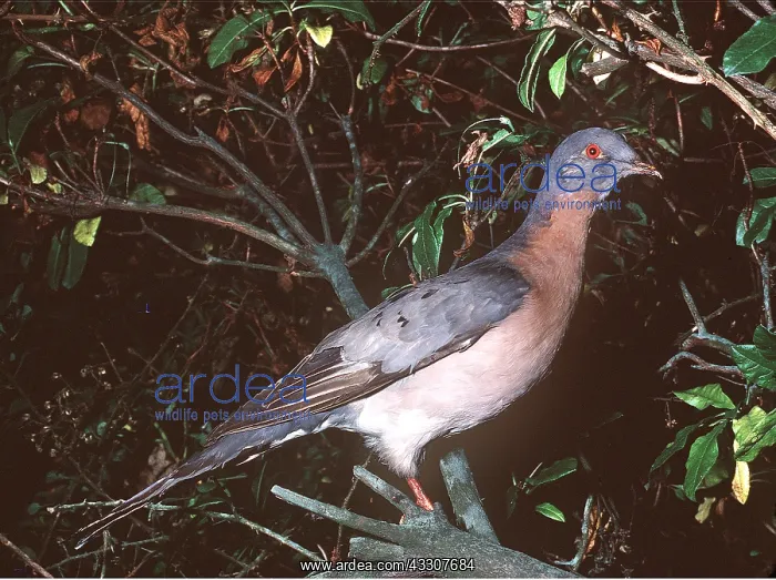 : PASSENGER PIGEON - extinct Passenger pigeon : PASSENGER PIGEON - extinct Passenger pigeon
