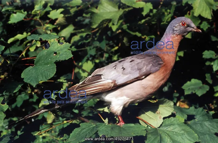  : Passenger Pigeon, male