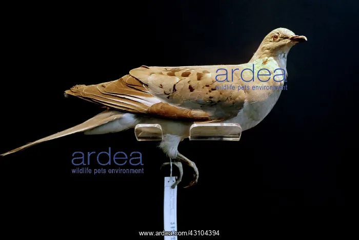 : Passenger Pigeon Specimen : Passenger Pigeon Specimen