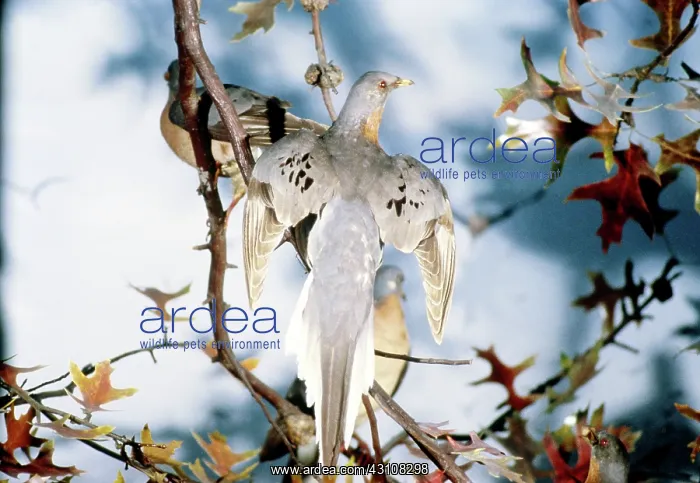 : Passenger Pigeons : Passenger Pigeons