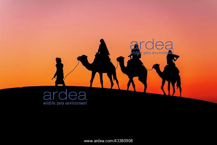 : Three passengers and their handler travel in the : Three passengers and their handler travel in the