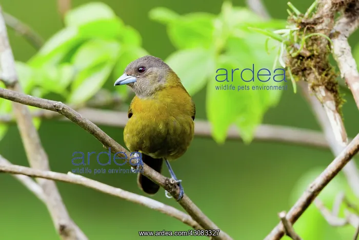 : Passerini's Tanager : Passerini's Tanager