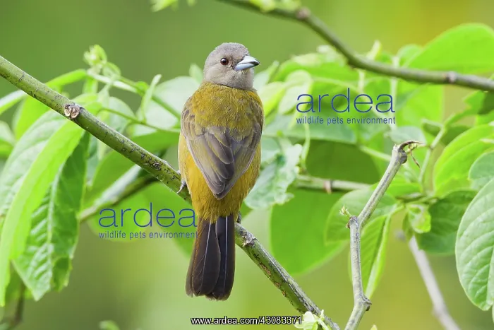 : Passerini's Tanager (female) : Passerini's Tanager (female)