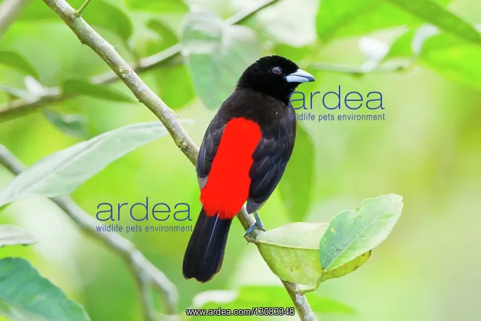 : Passerini's Tanager (male)