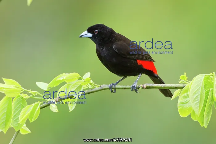 : Passerini's Tanager (male) : Passerini's Tanager (male)