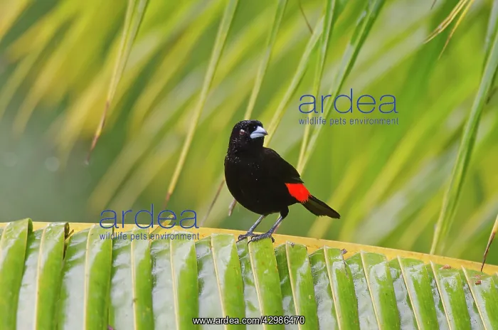 : Passerini's Tanager / Scarlet-rumped Tanager : Passerini's Tanager / Scarlet-rumped Tanager