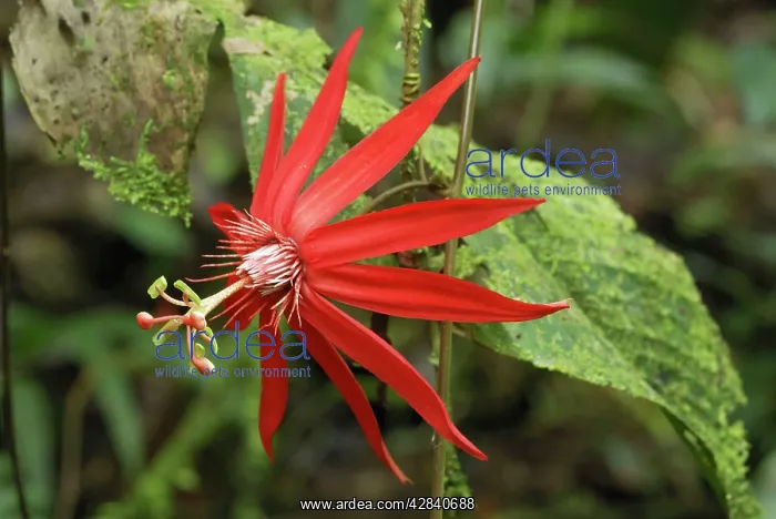 : Passion Flower : Passion Flower