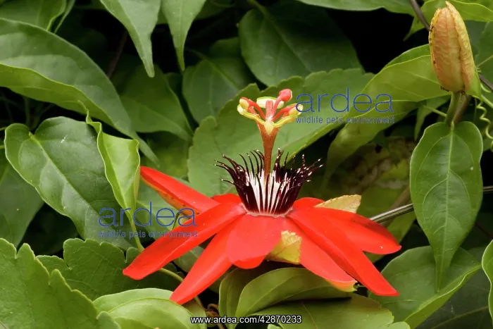 : Passion flower : Passion flower
