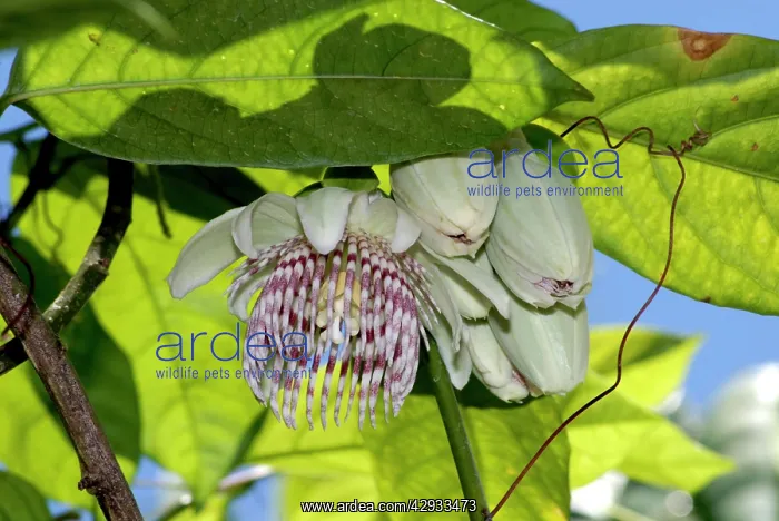 : Passion flower : Passion flower