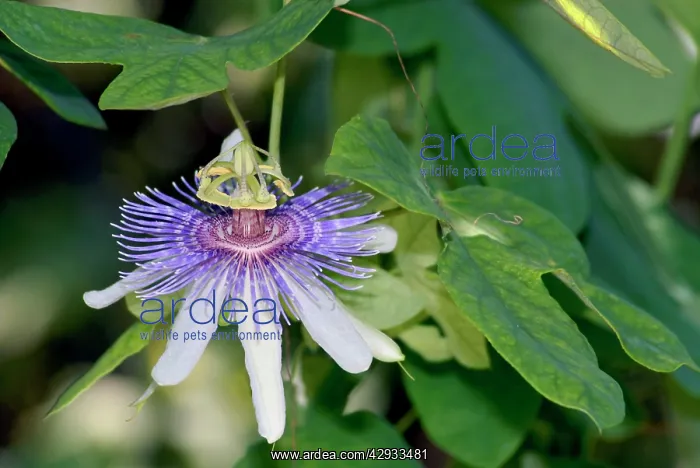 : Passion flower : Passion flower