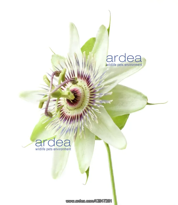  : Passion flower