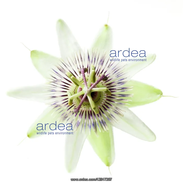 : Passion flower : Passion flower