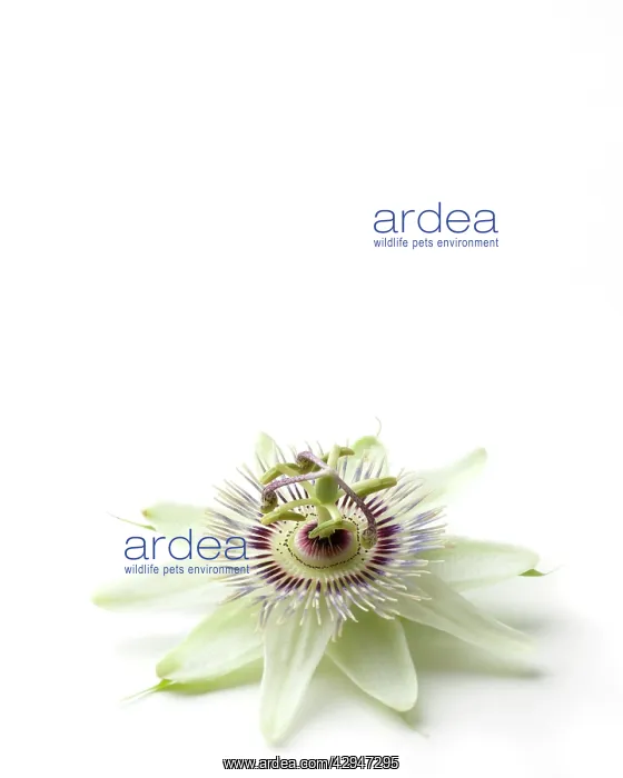 : Passion flower : Passion flower