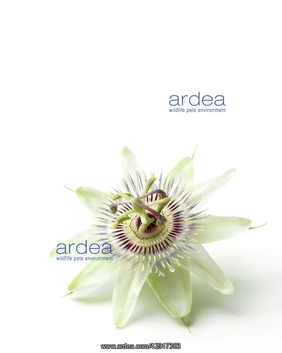 : Passion flower : Passion flower