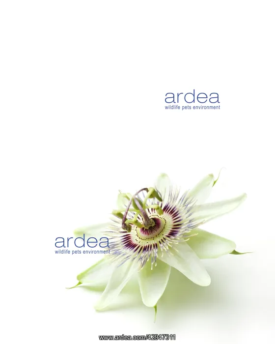: Passion flower : Passion flower