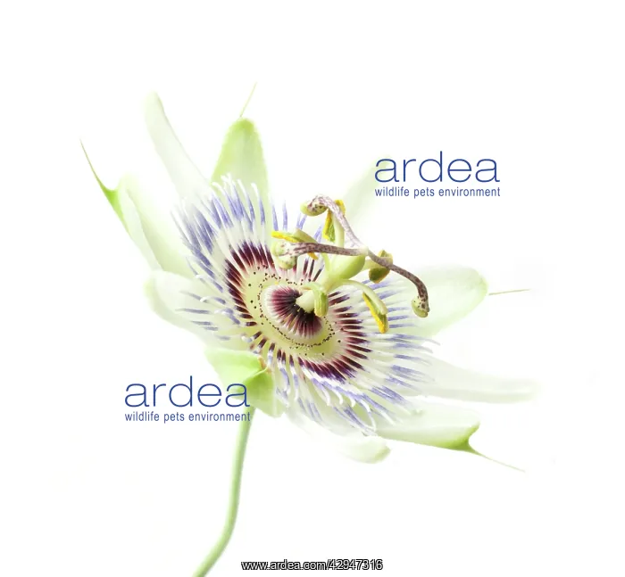 : Passion flower : Passion flower