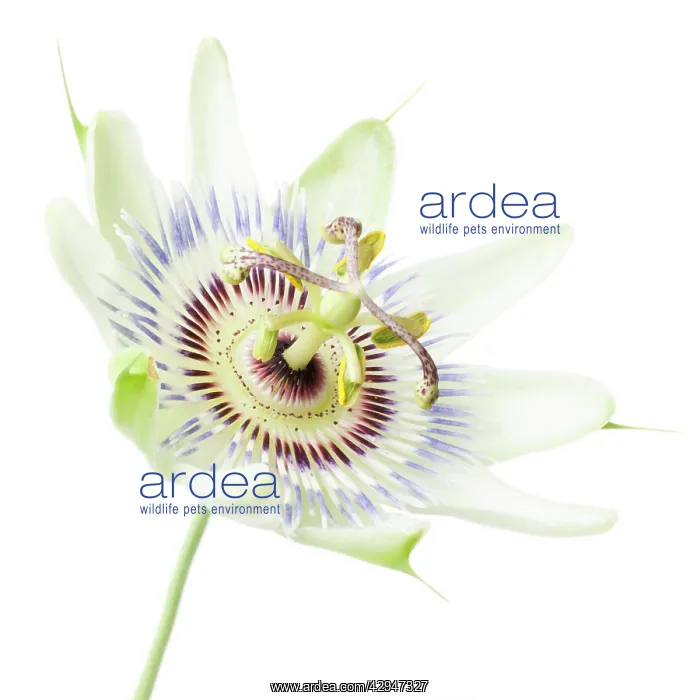 : Passion flower : Passion flower