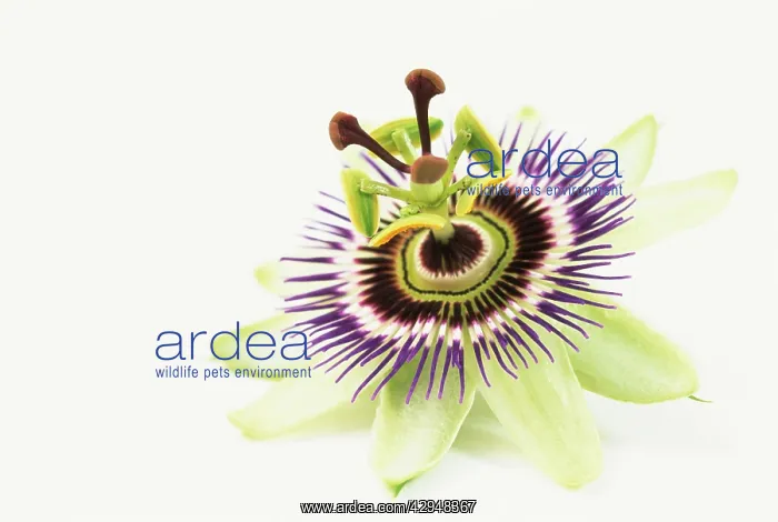 : Passion flower : Passion flower