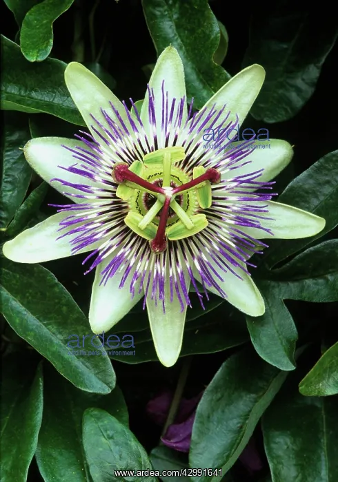 : Passion flower : Passion flower