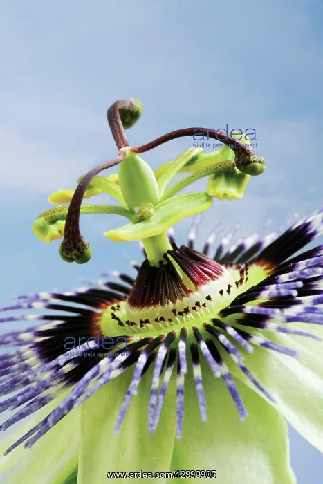 : Passion flower : Passion flower