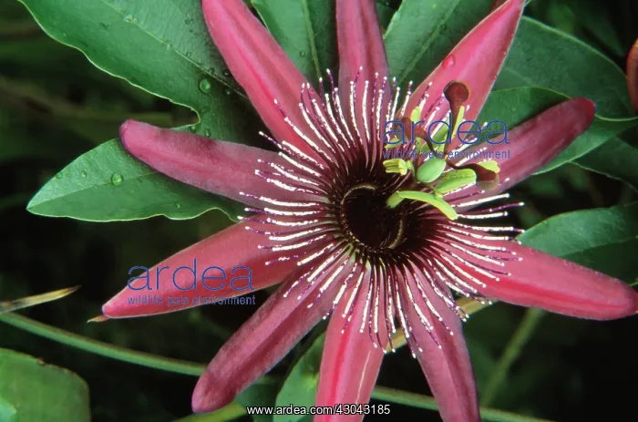 : Passion flower : Passion flower
