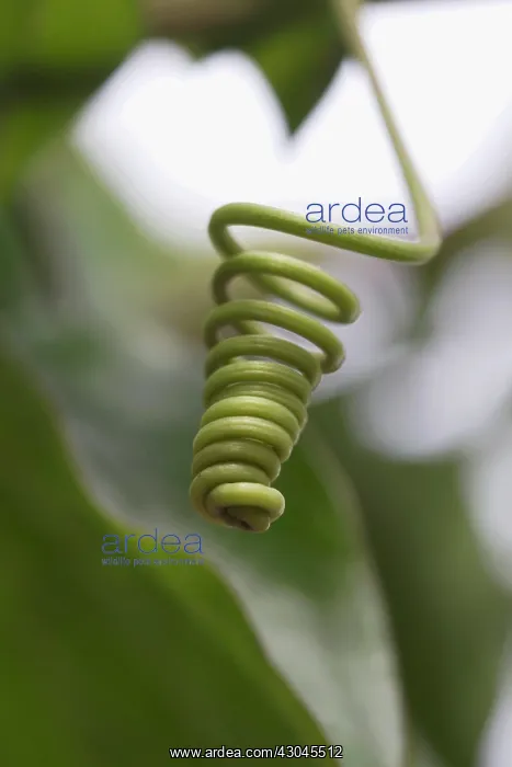 : Passion flower : Passion flower