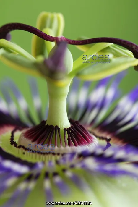 : Passion flower : Passion flower