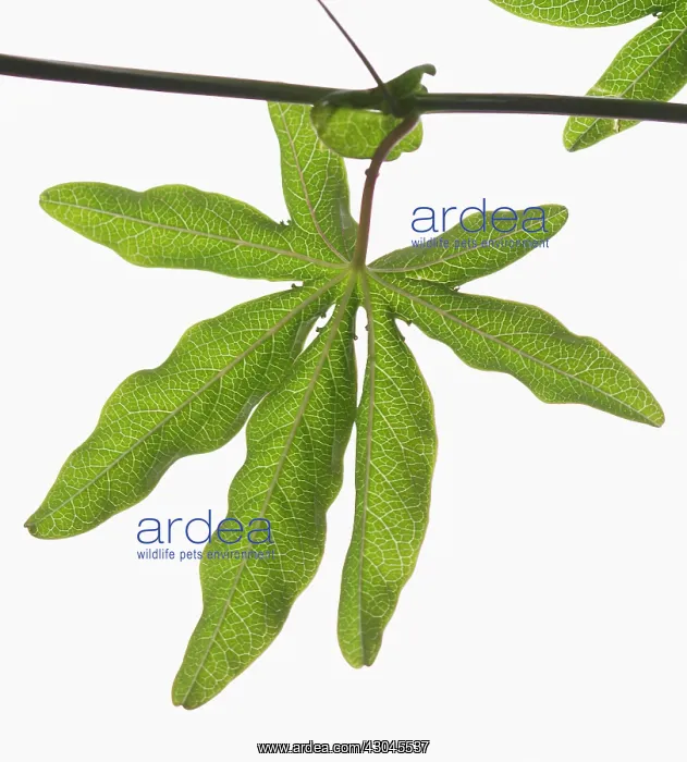 : Passion flower : Passion flower