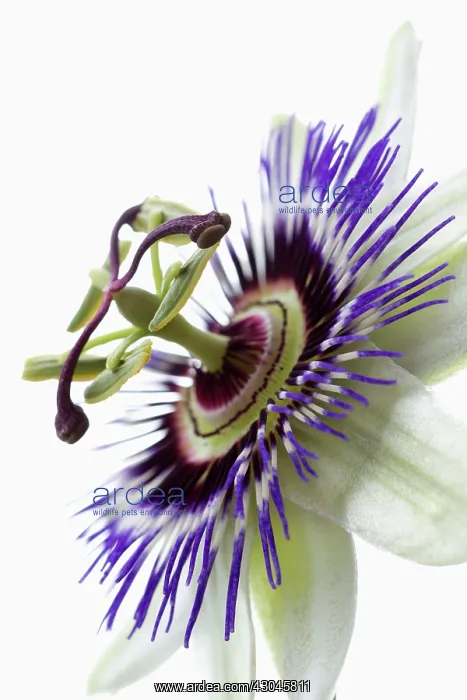 : Passion flower : Passion flower