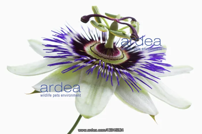 : Passion flower : Passion flower
