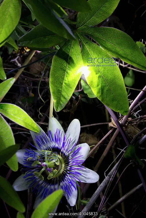 : Passion flower : Passion flower