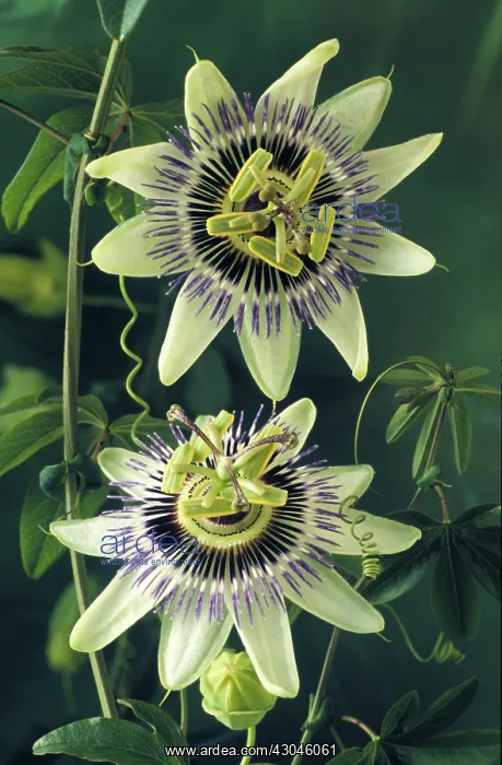 : Passion flower : Passion flower
